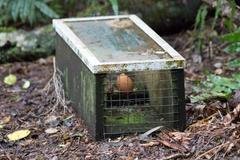 nový zéland past predátorské nepůvodní druhy