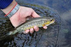 Ilustrační snímek / Pstruh / Pstruh potoční / Ryba / Rybářství / Voda / Čistota vody / Ekologie