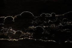 Czech Nature Photo 2020 - vítězné snímky