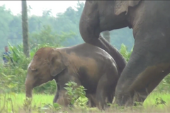 Slonice zachránila své mládě