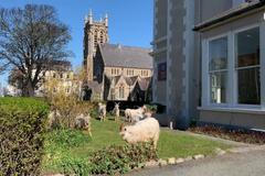 Vládu nad městem převzaly kozy. Přivedl je klid karantény kvůli koronaviru