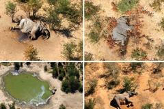 Fotogalerie / Záhada masového úhynu slonů v Botswaně