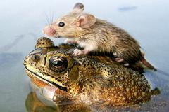 Jednorázové užití / Fotogalerie /  Neobvyklá přátelství ve zvířecí říši