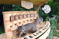 Oříškový bar, originální krmítko pro veverky