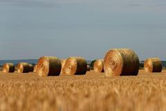 seno počasí léto pole