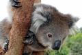 koala