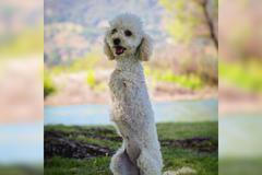 Fenka přežila srážku s autem. Teď se učí chodit po dvou tlapkách jako klokan