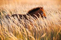 Rezervace divokých koní, zubr, pratur, Milovice