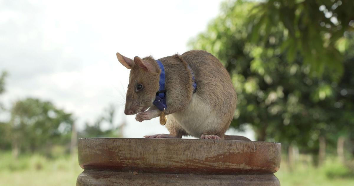 Krysímu šampionu v hledání min postavili v Kambodži pomník