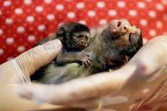 Dojemné i smutné fotky. Amazonské pralesy hoří, lidé zachraňují zvířata