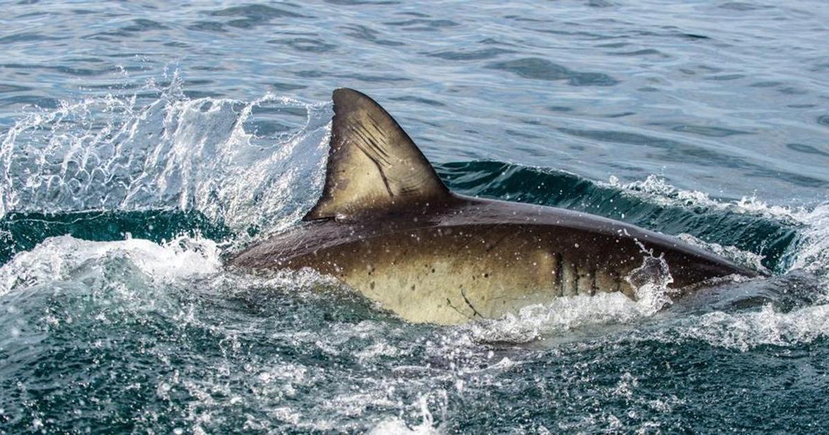 Na východě Austrálie opět zaútočil žralok. Počtvrté za dva dny