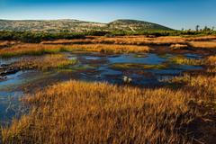 Les požírá vzácnou krkonošskou tundru. Na Sněžce už chytíte klíště