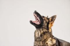 Pes, německý ovčák, ilustrační foto