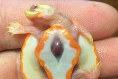 Želva se narodila se srdce mimo tělo