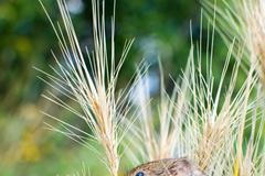 Jednorázové užití / Fotogalerie / Postrach všech hrabošů, přichází traktor smrti Womaki / Shutterstock