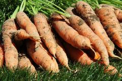 Mrkev, ilustrační foto