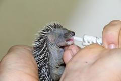 Záchranné stanice - zvířata