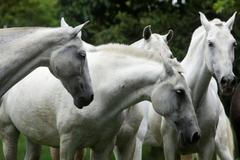 kůň koně costa rica koronavirus protilátky