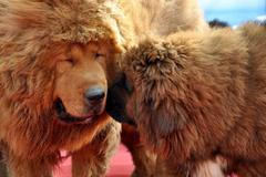 tibetská doga, tibetský mastif, pes