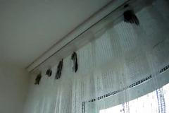 Asi 70 netopýrů našla žena ve svém bytě na brněnském sídlišti