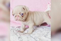 Vzácný růžový mops s modrýma očima si získal na Instagramu zástupy fanoušků