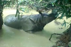 Skytá kamera zachytila vzácného nosorožce v bahenní lázní