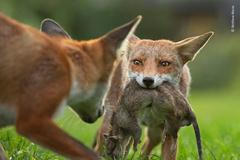 Wildlife Photographer of the Year 2020 - snímky z mezinárodní soutěžě
