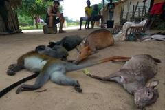 Expedice Dzamba Ya Lobi