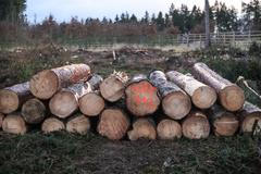 Lánská Obora, Lány