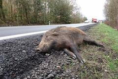 Srážka se zvěří