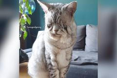 Roztomile ošklivá kočka si našla svůj domov