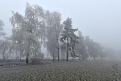 Alej stromů s námrazou