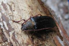 Trnoštítec horský