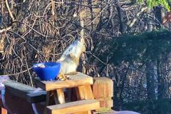 S veverkou pořádně zamávaly kvašené hrušky. Opilé zvířátko sotva udrželo rovnováhu
