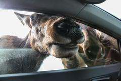 Los auto okno Kanada zima