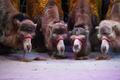velbloud, cirkus