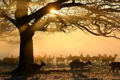 Jednorázové užití / Fotogalerie / Podívejte se na nejkrásnější fotografie zvířat za rok 2020