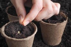 Semínka papriky, ilustrační foto