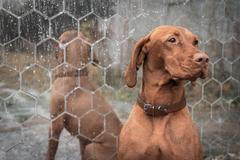 Věčná loviště (krematorium pro domácí mazlíčky)