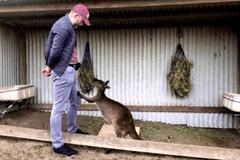 Vědci tvrdí, že klokani se mohou naučit dorozumívat s člověkem.