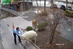 Stádo zvířat navštívilo radnici. Ovce jednala s úředníky velmi agresivně