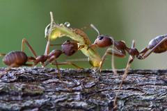Petr Klimeš, V lesech jižní Moravy je víc housenek než v tropech. Čeští vědci srovnávali počet hmyzu napříč třemi kontinenty