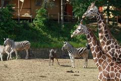 Rabas: Utrácení zvířat v zoo nehrozí. Podpora lidí je velká, systém kvůli ní kolabuje