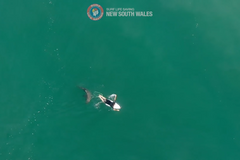 Surfař o vlásek unikl útoku žraloka