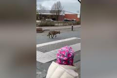 Vlk na videu proběhl kolem nervózního otce s dcerou. Pak odbočil k Lidlu