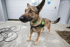 Psi, co poznají koronavirus - celní správa, pes, celník, bombočuch