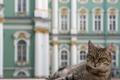 Kočka před Zimním palácem v Petrohradě