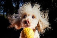 Veselé fotky domácích mazlíčků ze soutěže Mars Petcare Comedy Pet Photography Awards 2020