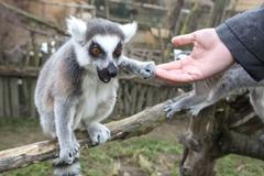 Zoopark Zájezd u Kladna, soukromá zoo, zvířata, chameleon, lemur