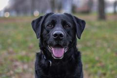 Američance se před třemi lety ztratil asistenční labrador. Teď se fenka znovu našla